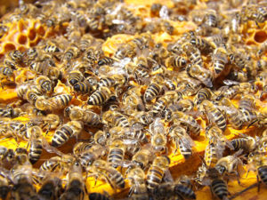 bees busy honey honeycomb